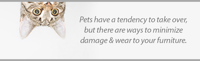 Pets | Pet-Friendly Furniture | Jordan's Furniture Life&Style Blog