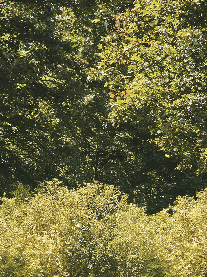Leaf textural background